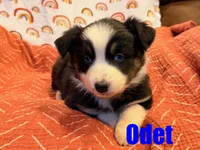 Odet, a female Australian Shepherd for sale in Jasper, AR – Photo 4 of 5