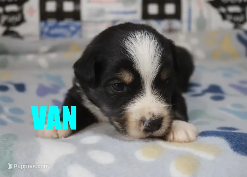 Van – Australian Shepherd puppy for sale in Jasper, AR