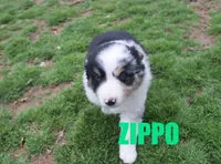 Zippo, a male Australian Shepherd for sale in Jasper, AR – 3 of 7
