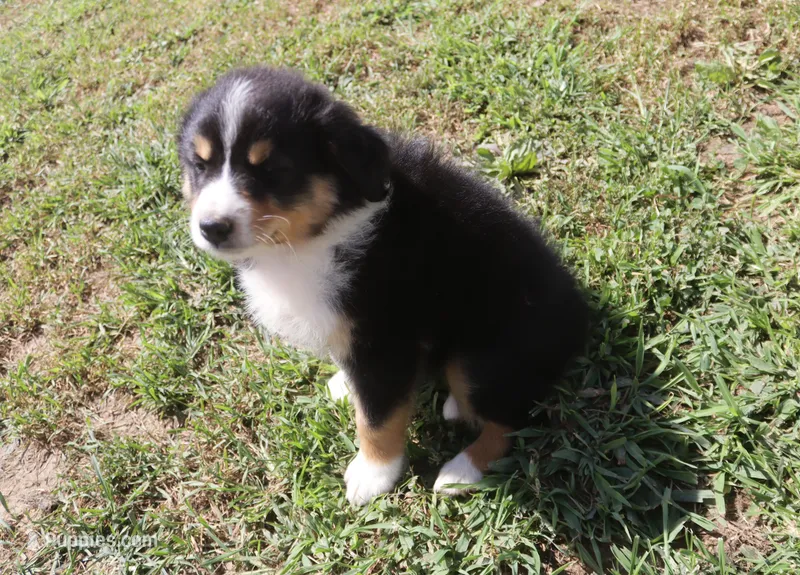 Robin – Australian Shepherd puppy for sale in Jasper, AR
