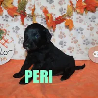 Peri, a male Goldendoodle for sale in Jasper, AR – Photo 9 of 10