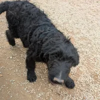 Peri, a male Goldendoodle for sale in Jasper, AR – Photo 1 of 10
