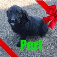 Peri, a male Goldendoodle for sale in Jasper, AR – Photo 6 of 10