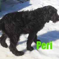 Peri, a male Goldendoodle for sale in Jasper, AR – Photo 3 of 10