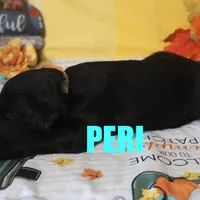 Peri, a male Goldendoodle for sale in Jasper, AR – Photo 10 of 10