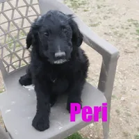 Peri, a male Goldendoodle for sale in Jasper, AR – Photo 4 of 10