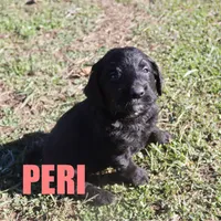 Peri, a male Goldendoodle for sale in Jasper, AR – Photo 8 of 10