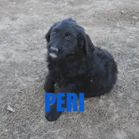 Peri, a male Goldendoodle for sale in Jasper, AR – Photo 5 of 10