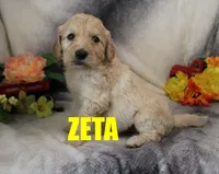 ZETA, a female Goldendoodle for sale in Jasper, AR – 1 of 3