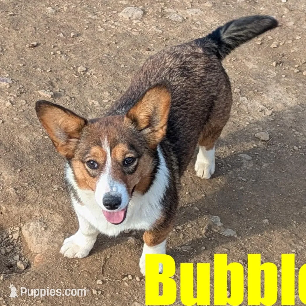 Bubbles
