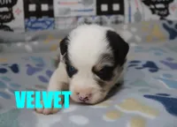 Velvet, a female Australian Shepherd for sale in Jasper, AR – 1 of 2