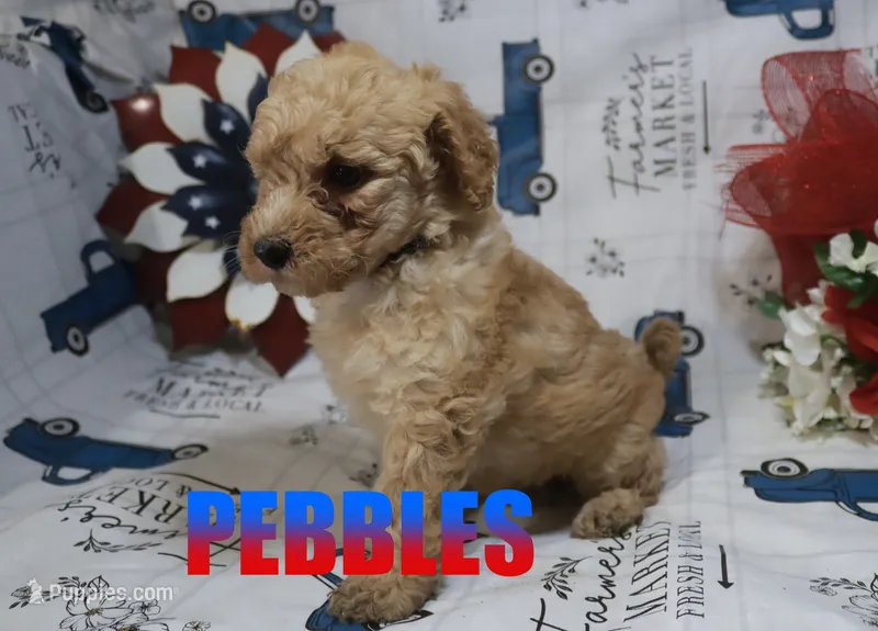 Pebbles – Poodle - Miniature  puppy for sale in Jasper, AR