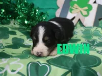 Edwin, a male Australian Shepherd for sale in Jasper, AR – Photo 4 of 4