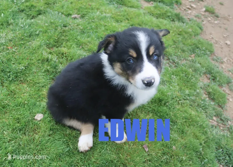 Edwin – Australian Shepherd puppy for sale in Jasper, AR