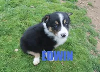 Edwin, a male Australian Shepherd for sale in Jasper, AR – Photo 1 of 6