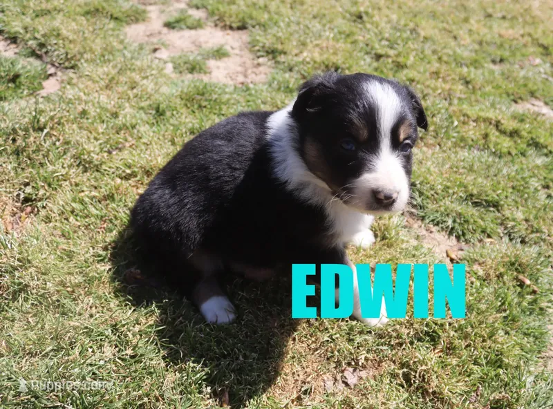 Edwin – Australian Shepherd puppy for sale in Jasper, AR