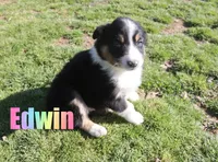 Edwin, a male Australian Shepherd for sale in Jasper, AR – Photo 2 of 6