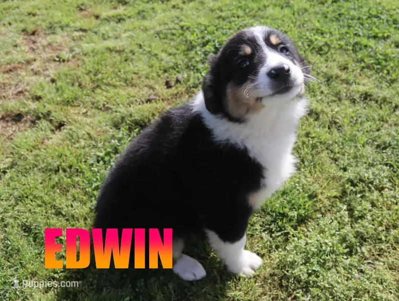 Edwin – Australian Shepherd puppy for sale in Jasper, AR