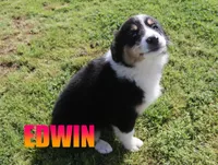 Edwin, a male Australian Shepherd for sale in Jasper, AR – 4 of 10