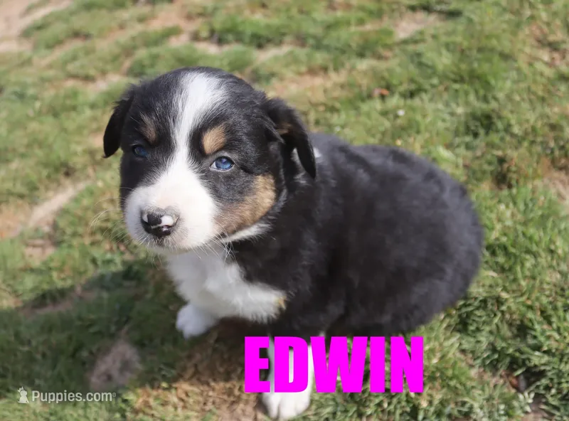 Edwin – Australian Shepherd puppy for sale in Jasper, AR