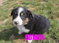 Edwin, a male Australian Shepherd for sale in Jasper, AR – Photo 1 of 4