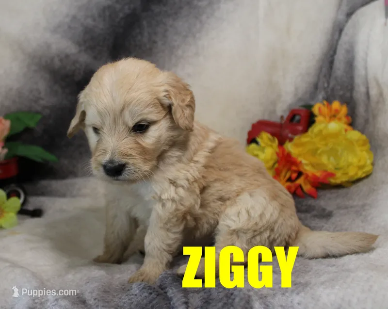 Ziggy – Goldendoodle puppy for sale in Jasper, AR