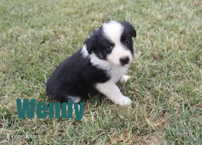 Wendy – Miniature Australian Shepherd puppy for sale in Jasper, AR