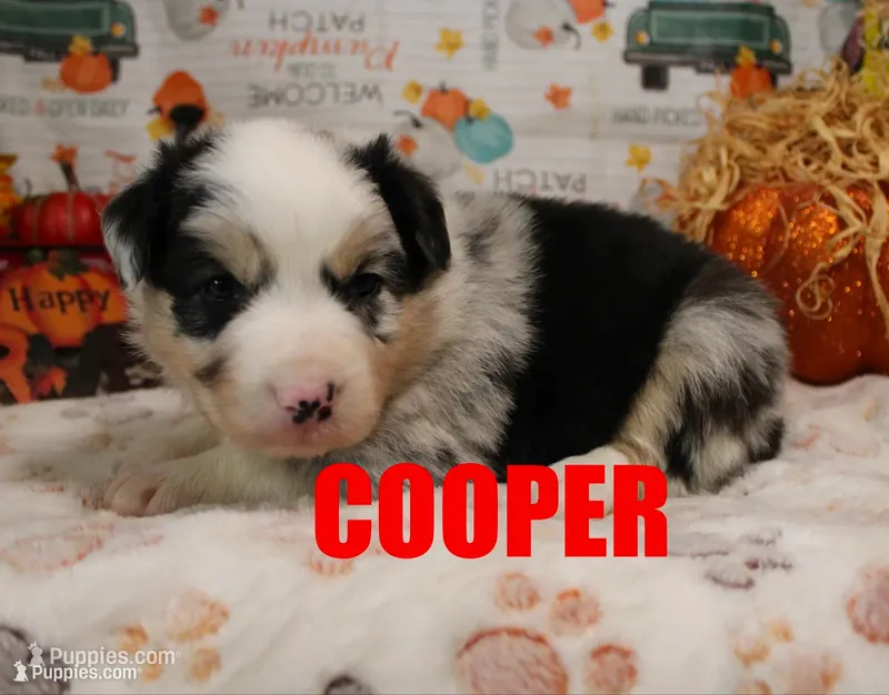 Copper – Australian Shepherd puppy for sale in Jasper, AR