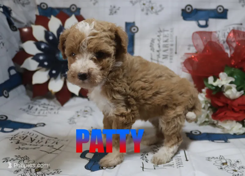 Patty – Poodle - Miniature  puppy for sale in Jasper, AR