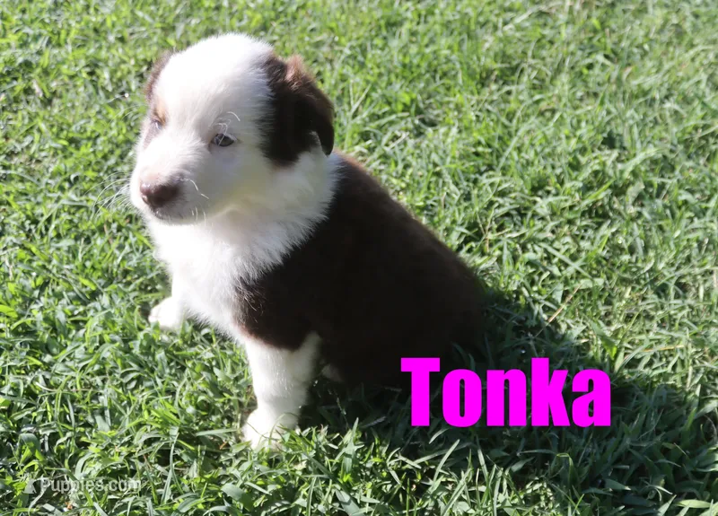 Tonka – Miniature Australian Shepherd puppy for sale in Jasper, AR
