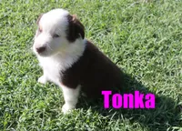 Tonka, a male Miniature Australian Shepherd for sale in Jasper, AR – 3 of 6