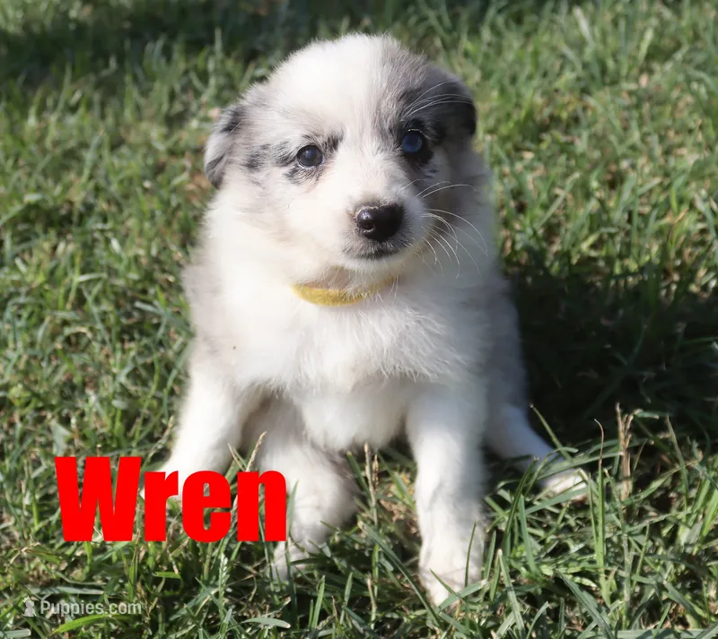 Wren – Miniature Australian Shepherd puppy for sale in Jasper, AR
