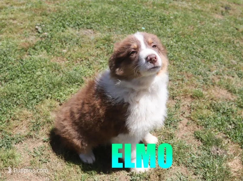 Elmo – Australian Shepherd puppy for sale in Jasper, AR
