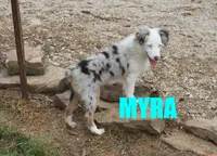 Myra, a female Miniature Australian Shepherd for sale in Jasper, AR – 1 of 10