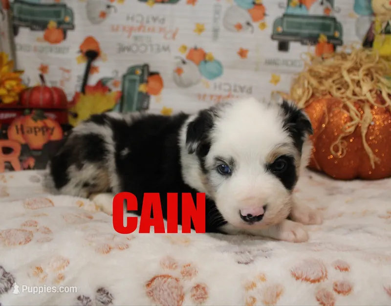 Cain – Australian Shepherd puppy for sale in Jasper, AR