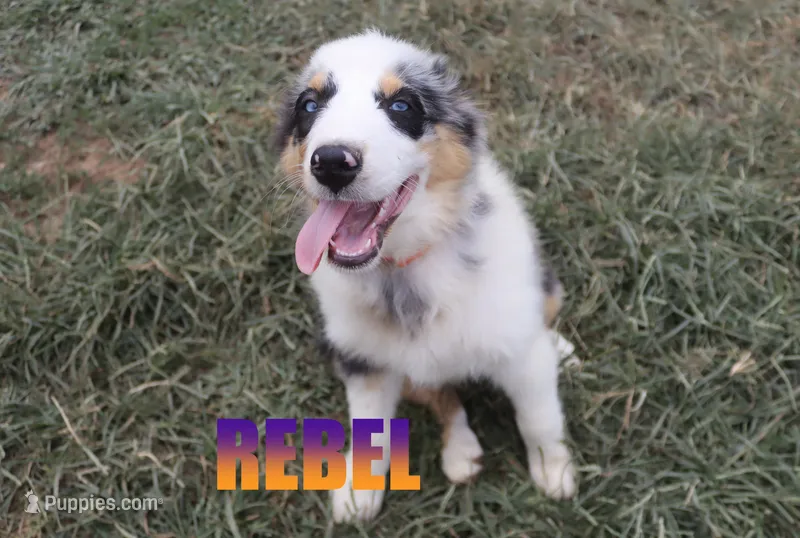 Rebel – Australian Shepherd puppy for sale in Jasper, AR