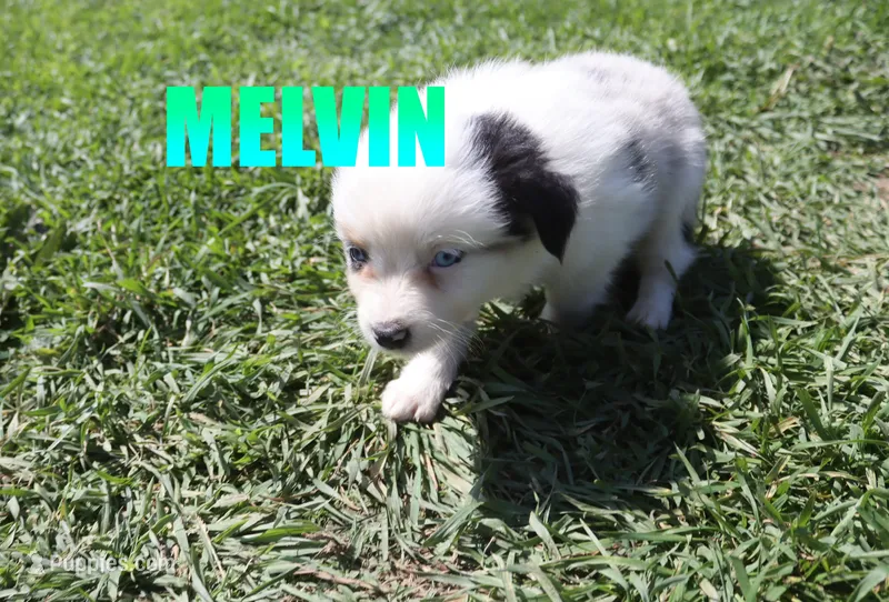 Melvin – Miniature Australian Shepherd puppy for sale in Jasper, AR