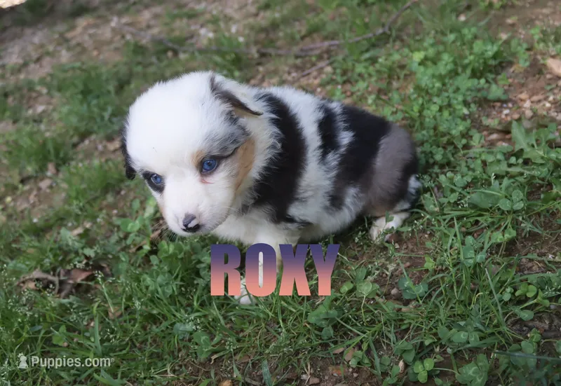 Roxy – Australian Shepherd puppy for sale in Jasper, AR