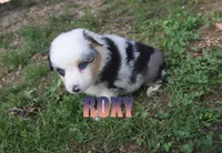 Roxy, a male Australian Shepherd for sale in Jasper, AR – 1 of 1