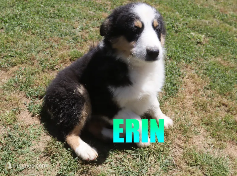 Erin – Australian Shepherd puppy for sale in Jasper, AR