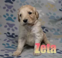 ZETA, a female Goldendoodle for sale in Jasper, AR – 2 of 3