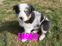 Edger, a male Australian Shepherd for sale in Jasper, AR – Photo 1 of 4