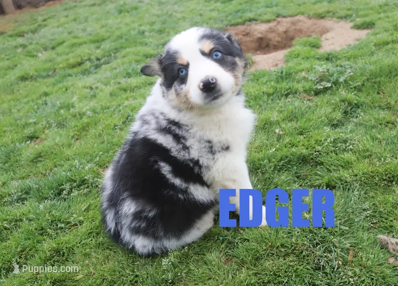 Edger – Australian Shepherd puppy for sale in Jasper, AR