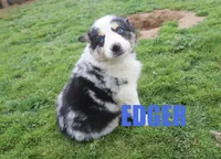 Edger, a male Australian Shepherd for sale in Jasper, AR – Photo 1 of 6