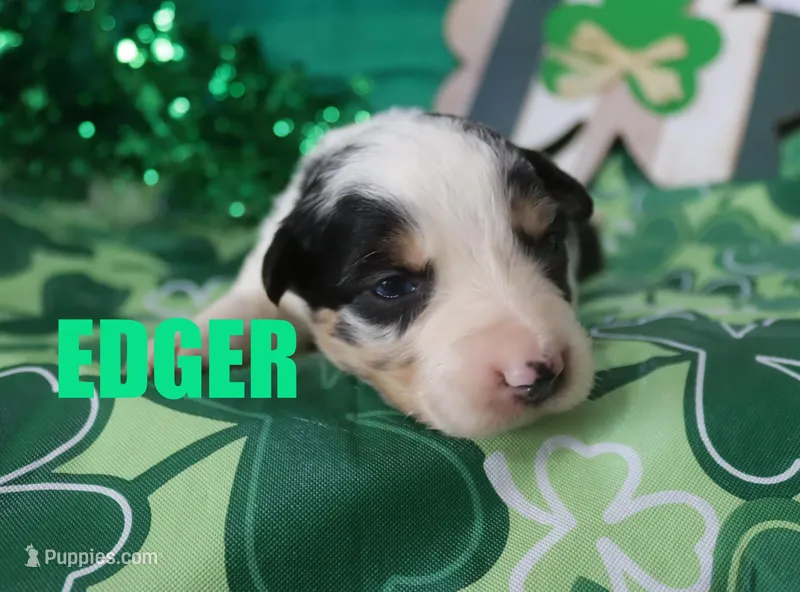 Edger – Australian Shepherd puppy for sale in Jasper, AR