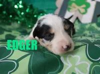 Edger, a male Australian Shepherd for sale in Jasper, AR – Photo 4 of 4
