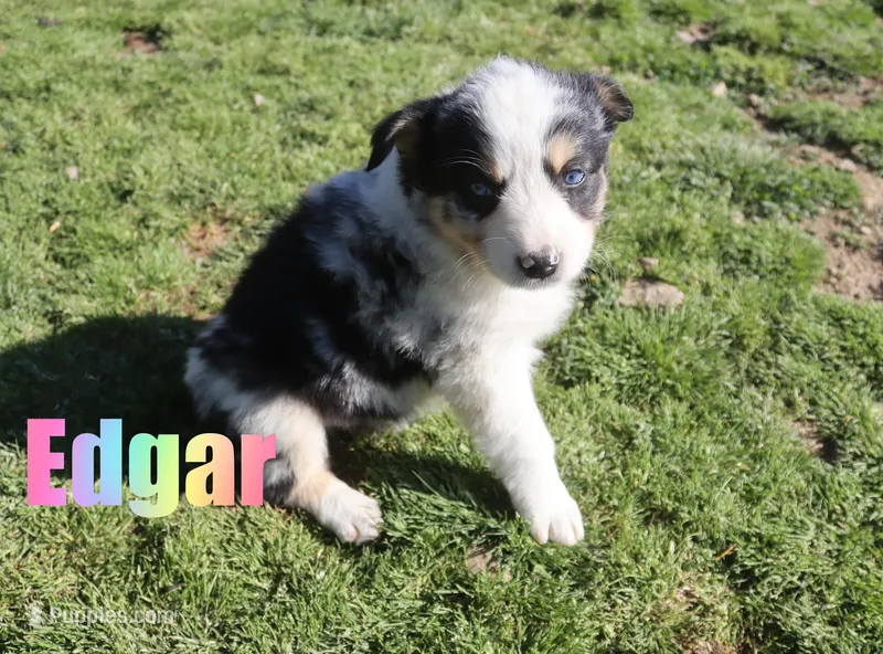 Edger – Australian Shepherd puppy for sale in Jasper, AR