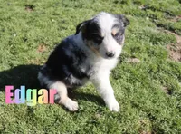 Edger, a male Australian Shepherd for sale in Jasper, AR – Photo 2 of 6