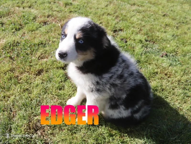 Edger – Australian Shepherd puppy for sale in Jasper, AR