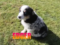 Edger, a male Australian Shepherd for sale in Jasper, AR – 4 of 10